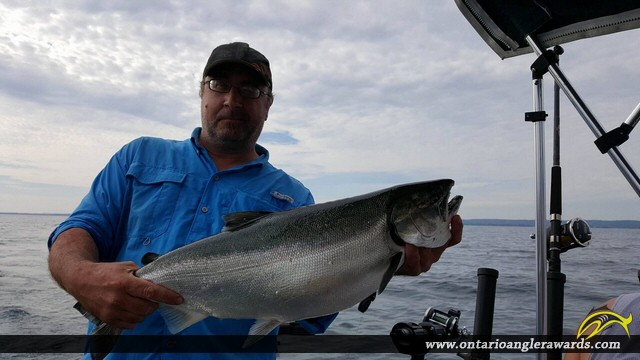 31.00" Coho Salmon caught on Lake Ontario