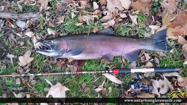 30.5" Coho Salmon caught on Young\'s Creek
