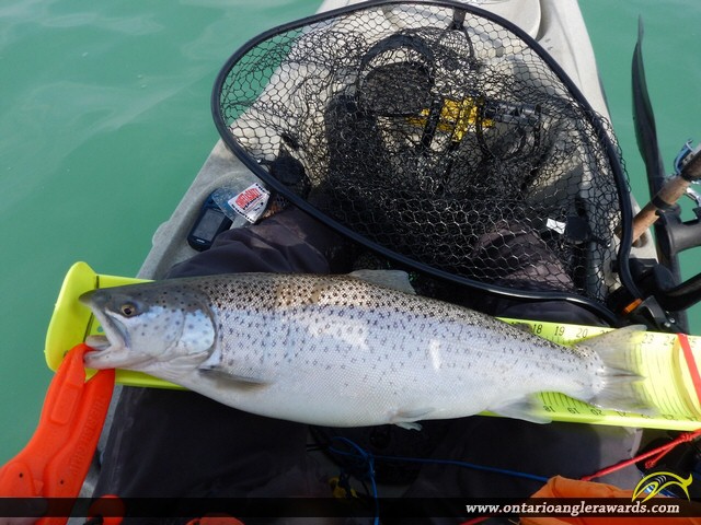 22.5" Brown Trout caught on Lake Ontario