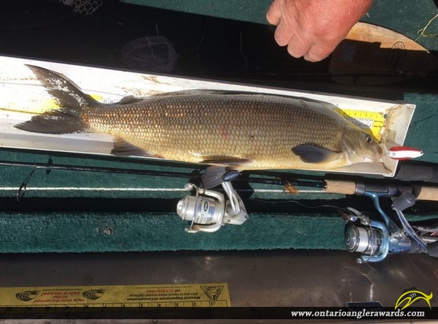 23" Whitefish caught on Wawang Lake 