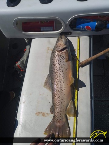 25.5" Brown Trout caught on Niagara River