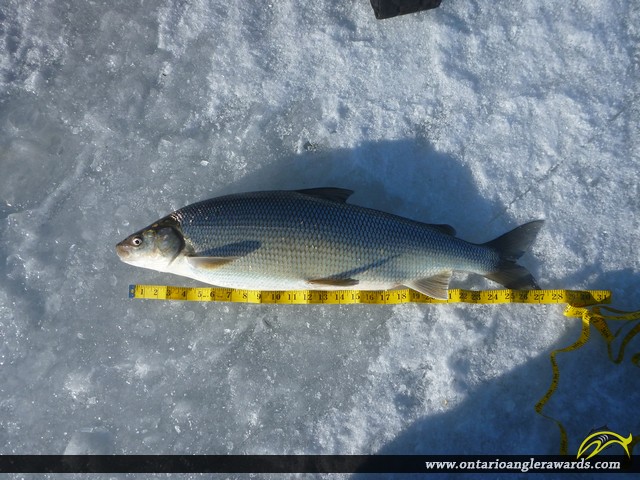 27" Whitefish caught on Lake Superior