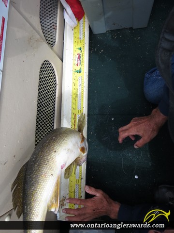 23" Whitefish caught on Wawang Lake