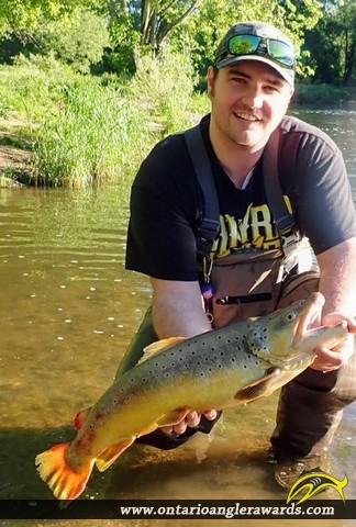 27" Brown Trout caught on Conestogo River 