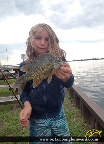 9.75" Pumpkinseed caught on Rondeau Bay 