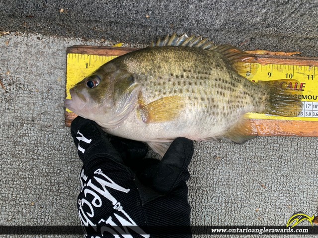 10.5" Rock Bass caught on Lake of the Woods