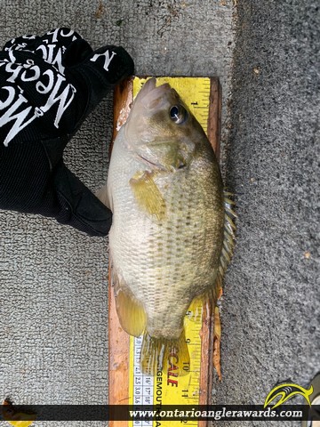 10" Rock Bass caught on Lake of the Woods
