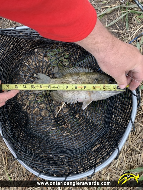 10" Rock Bass caught on Lake St. Clair