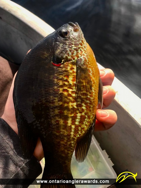 9" Pumpkinseed caught on Cowan Lake