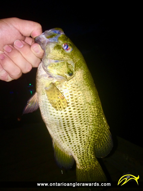 12.5" Rock Bass caught on Lake Nipissing 