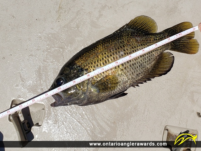 11" Rock Bass caught on Cook\'s Bay