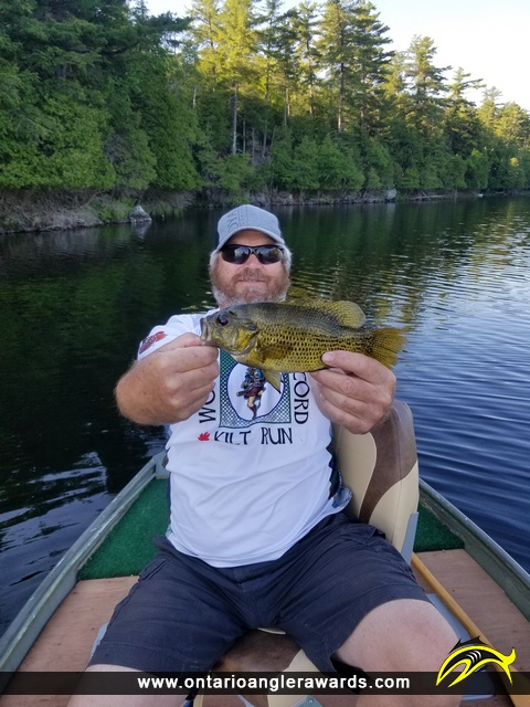 10.5" Rock Bass caught on Bennett Lake