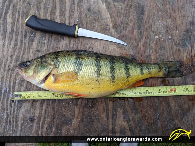 13" Yellow Perch caught on Mindemoya Lake
