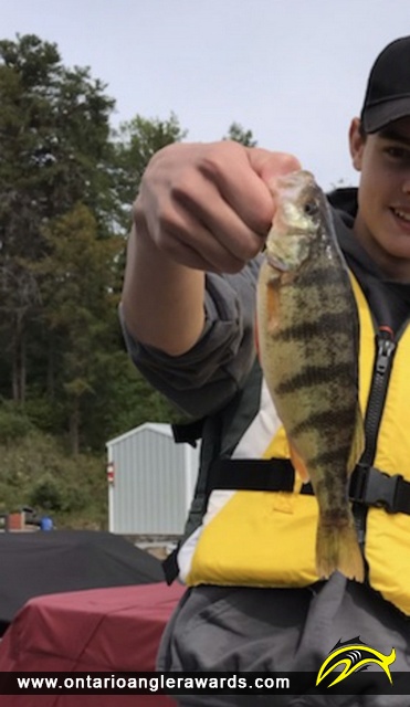 12.25" Yellow Perch caught on Clearwater Bay