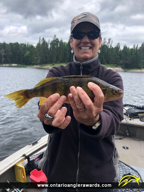12.5" Yellow Perch caught on Winnipeg River