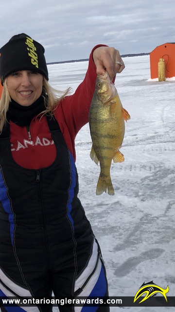 13" Yellow Perch caught on Lake Simcoe