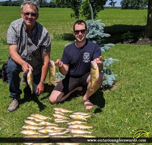 14.125" Yellow Perch caught on Lake Erie