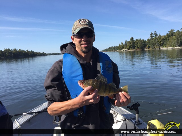 13.0" Yellow Perch caught on Lake of the Woods