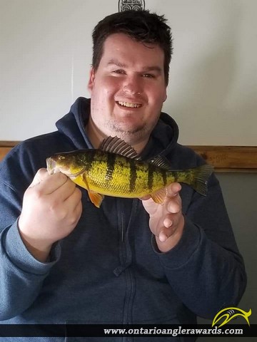 12" Yellow Perch caught on Lake Simcoe