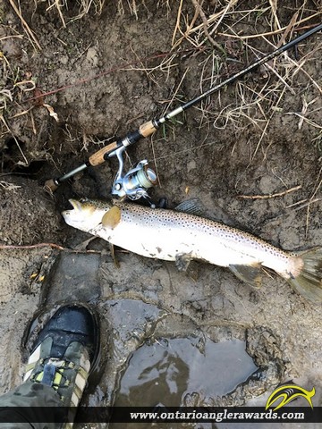 23.0" Brown Trout caught on Grand River