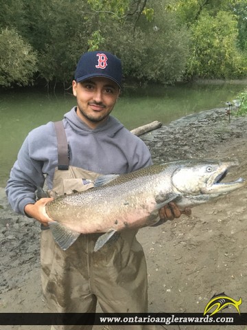 38" Chinook Salmon caught on Duffins Creek