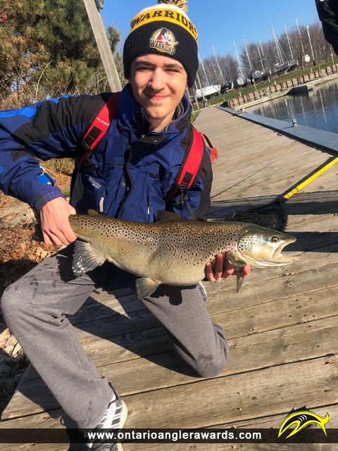 29" Brown Trout caught on Lake Ontario 