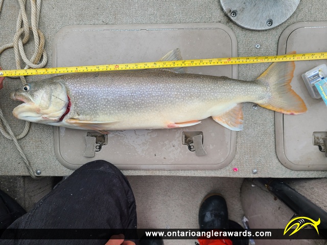 31" Lake Trout caught on Niagara River