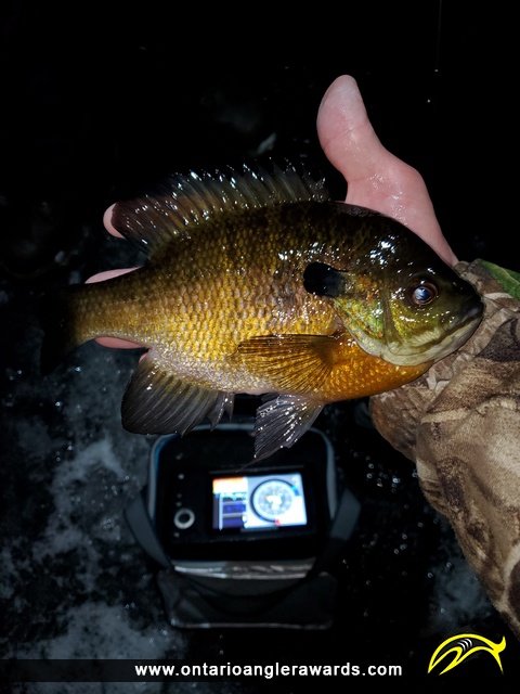 10" Bluegill caught on Clyde River