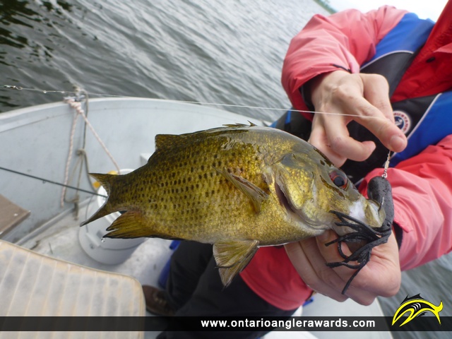 11" Rock Bass caught on Rice Lake
