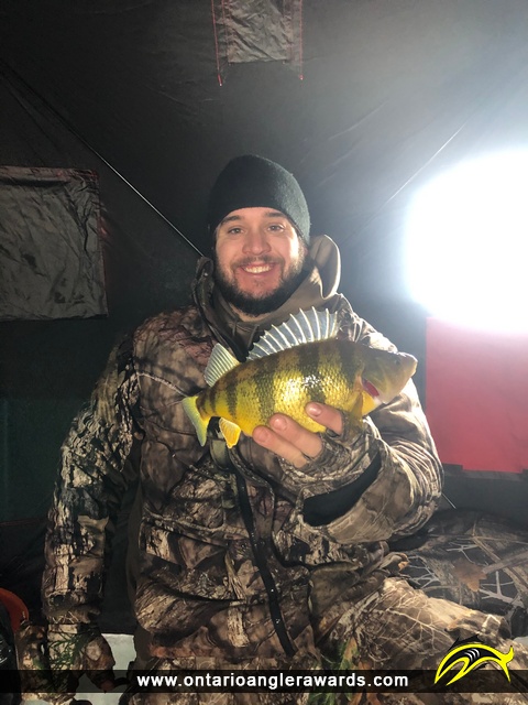 13" Yellow Perch caught on Lake Simcoe