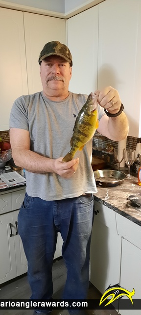 13.5" Yellow Perch caught on Lake Erie 