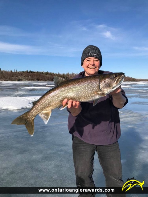 29.75" Lake Trout caught on Lake of the Woods (Ptarmigan Bay)