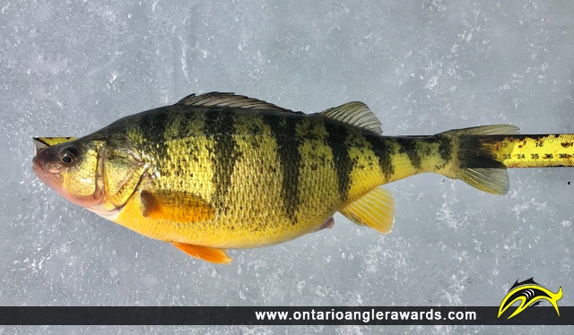 13.25" Yellow Perch caught on Lake Simcoe 
