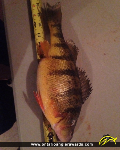 14.25" Yellow Perch caught on Lake Simcoe