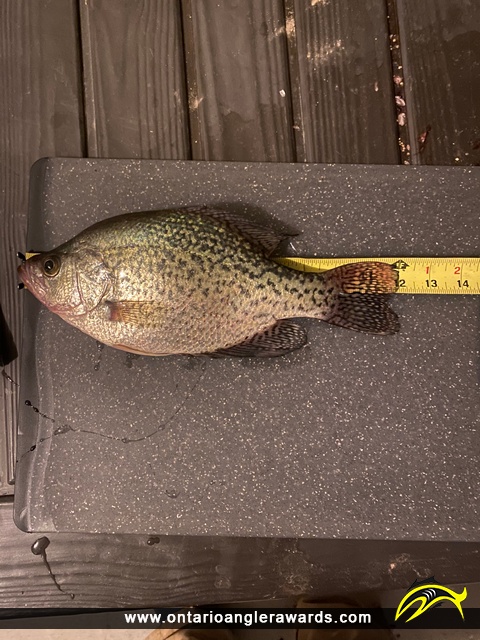 12" Black Crappie caught on Lake St. Clair 