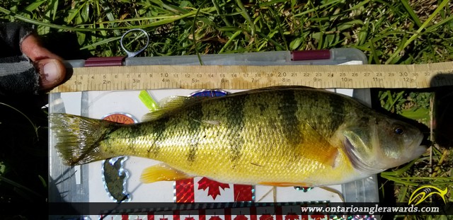 12.25" Yellow Perch caught on Thames River