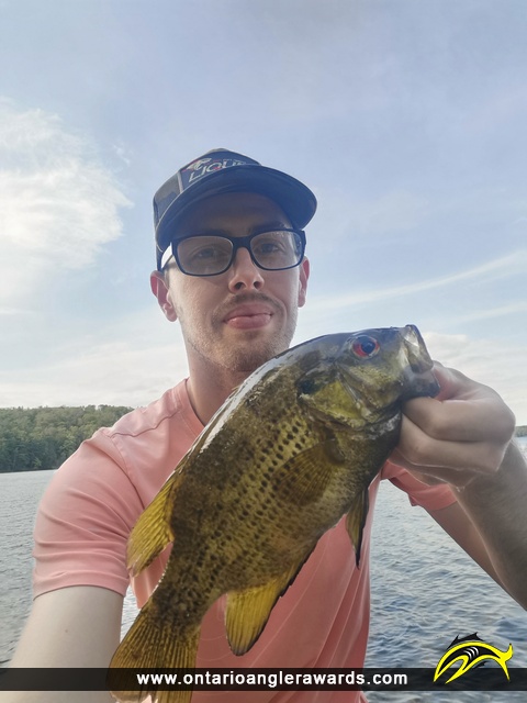 11.5" Rock Bass caught on Wolfe Lake