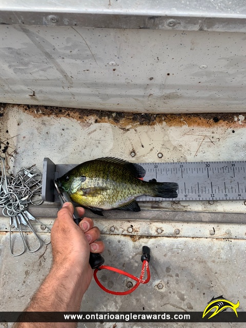 9.5" Bluegill caught on Christie Lake