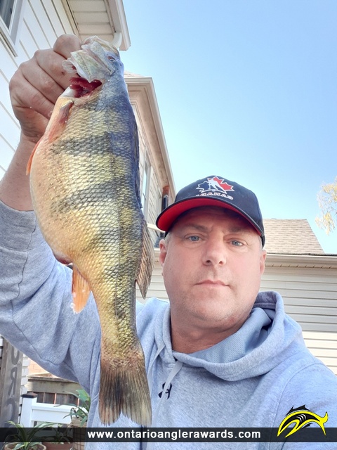 13" Yellow Perch caught on Lake Erie