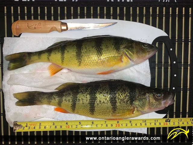 12" Yellow Perch caught on Lake Couchiching