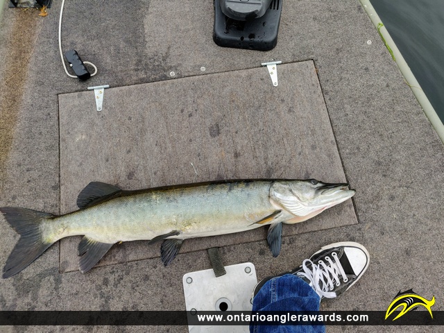 36" Muskie caught on French River