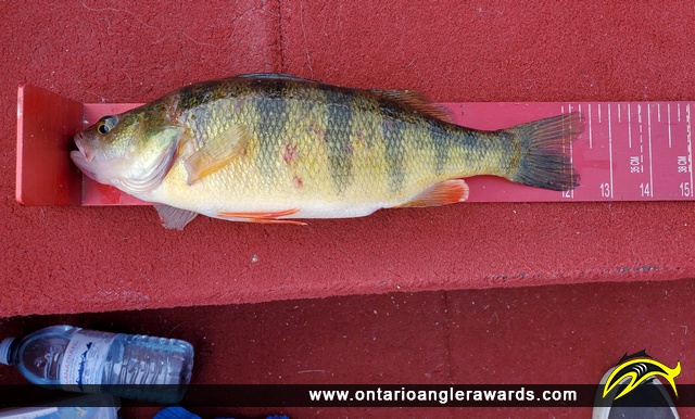 12.25" Yellow Perch caught on Muriel Lake