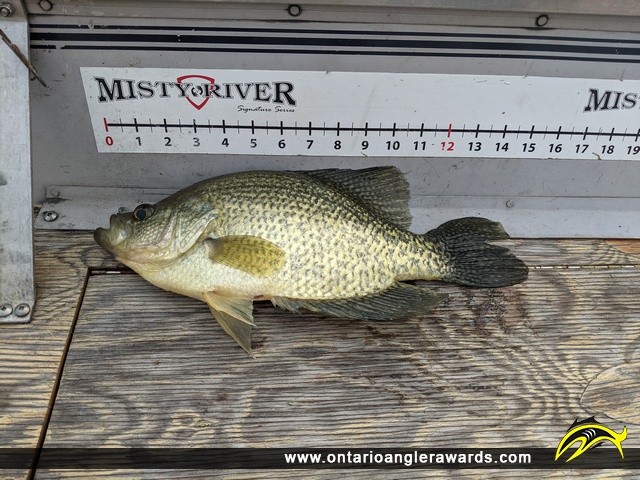 14.5" Black Crappie caught on Lake of the Woods