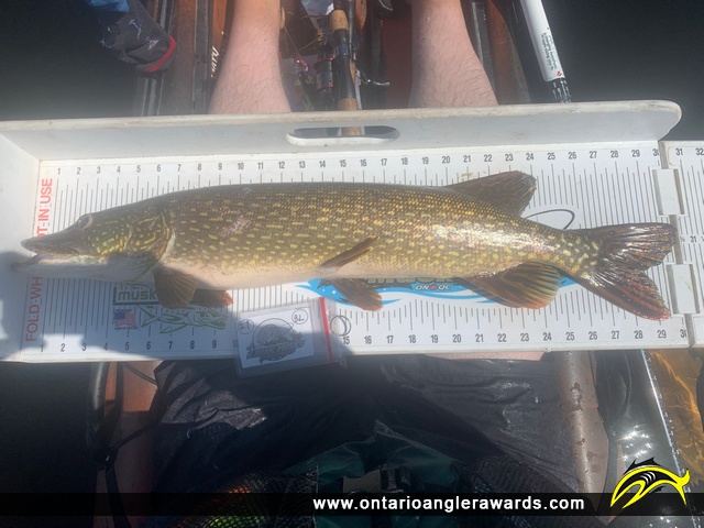 30.25" Northern Pike caught on Bonchere River 