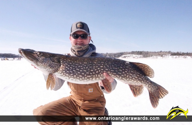 41" Northern Pike caught on Lake of the Woods (Locke Bay)