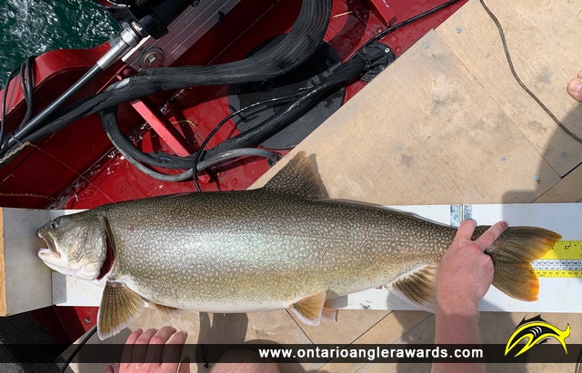 36.5" Lake Trout caught on Lake Ontario