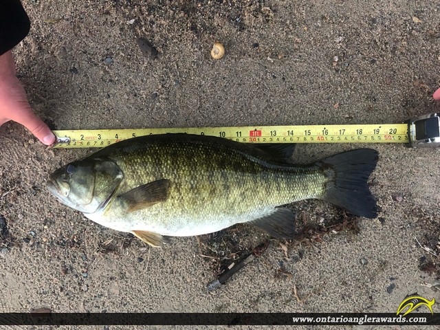 19" Smallmouth Bass caught on Lake of the Woods
