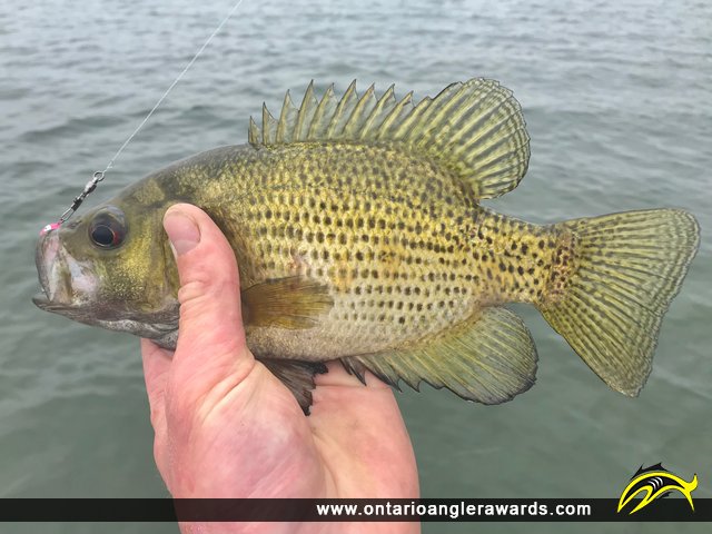 11" Rock Bass caught on Lake Erie