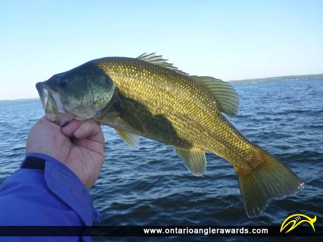 18" Largemouth Bass caught on Rice Lake