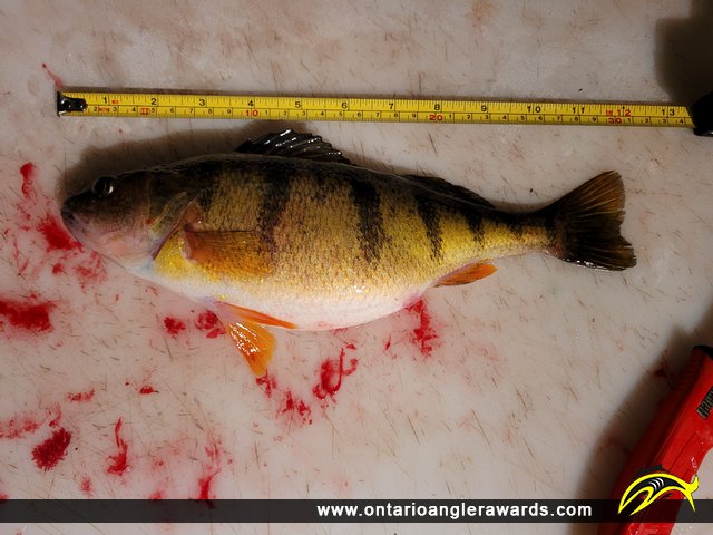 12" Yellow Perch caught on Bay of Quinte